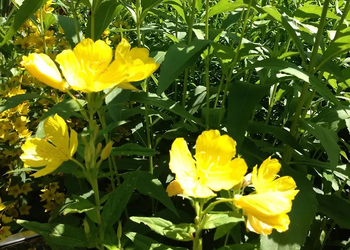 In Harz Mit Garten * Cattenstedt